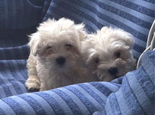 Lekesiz Kar Beyaz Maltese görsel