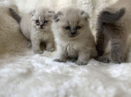 Point Bebeklerim Hazır Ya Siz görsel