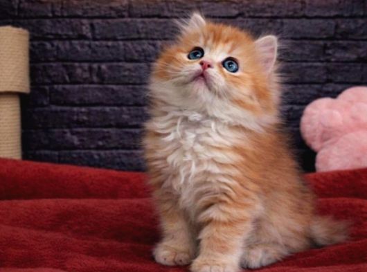 Vonalppet Garantisiyle Muhteşem British Shorthair Yavrulari