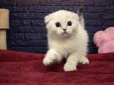 Scottish Fold Yavrulari Vonalp Pet Garantisiyle