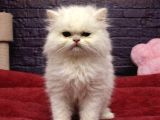 Mall Of İstanbul Vonalpten British Longhair