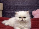Mall Of İstanbul Vonalpten British Longhair