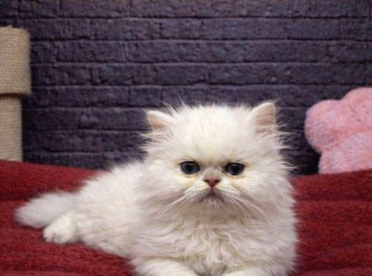 Mall Of İstanbul Vonalpten British Longhair görsel