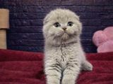 Efsane Kalitede Scottish Fold Yavrulari Vonalppet Garanti