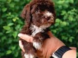 Multi Color Poodle