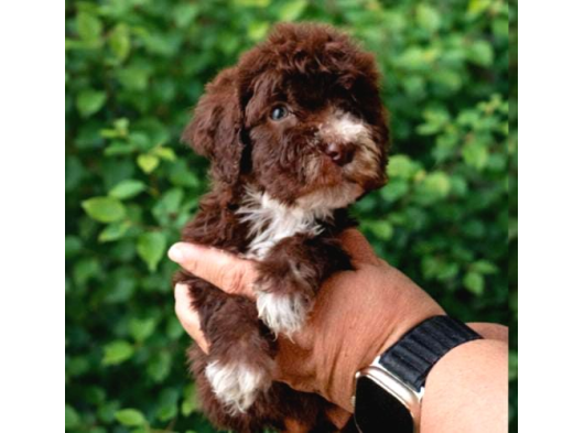 Multi Color Poodle görsel