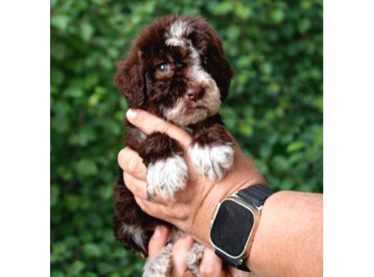 Multi Color Poodle