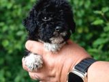 Multi Color Poodle