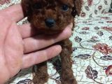 Teacup En Koyu Renkte Erkek Kore Poodle Yavrular