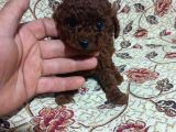 Teacup En Koyu Renkte Erkek Kore Poodle Yavrular
