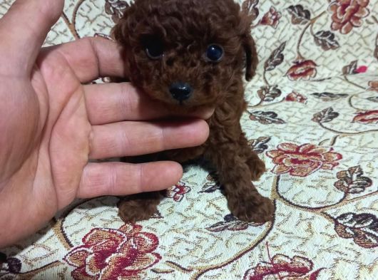 Teacup En Koyu Renkte Erkek Kore Poodle Yavrular görsel