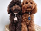 Aşıları Tam Teslime Hazır Orjinal Toypoodle