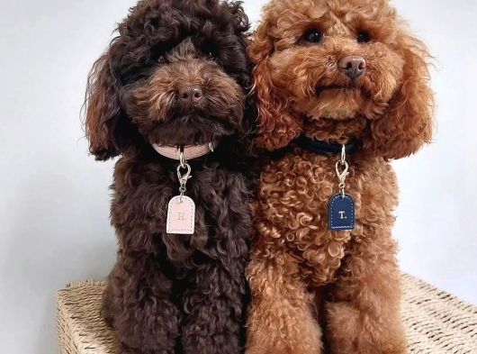 Aşıları Tam Teslime Hazır Orjinal Toypoodle görsel