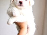 Kar Beyazi Maltese Minnoslar