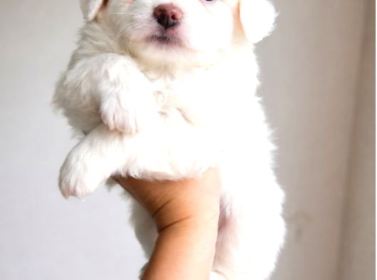 Kar Beyazi Maltese Minnoslar görsel