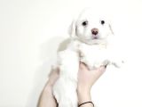 Kar Beyazi Maltese Minnoslar