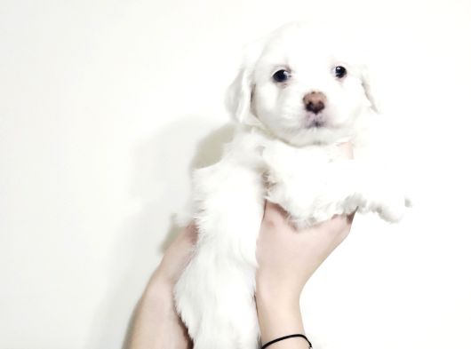 Kar Beyazi Maltese Minnoslar görsel