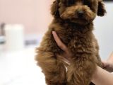 Teddy Face Red Toy Poodle Yavrularımız