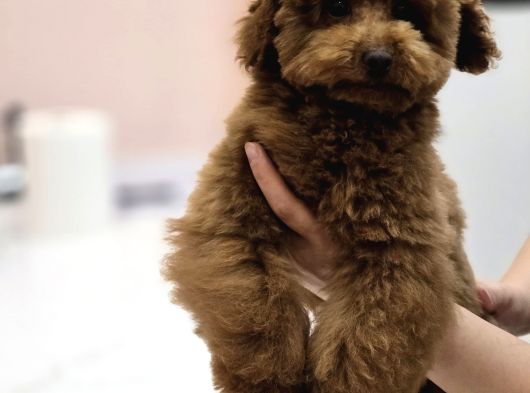 Teddy Face Red Toy Poodle Yavrularımız görsel