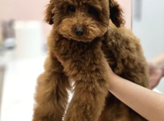 Teddy Face Red Toy Poodle Yavrularımız