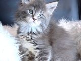 Maine Coon Safkan Piyasadakilerle Karıştırmayınız