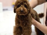 Teddy Face Red Toy Poodle Yavrularımız