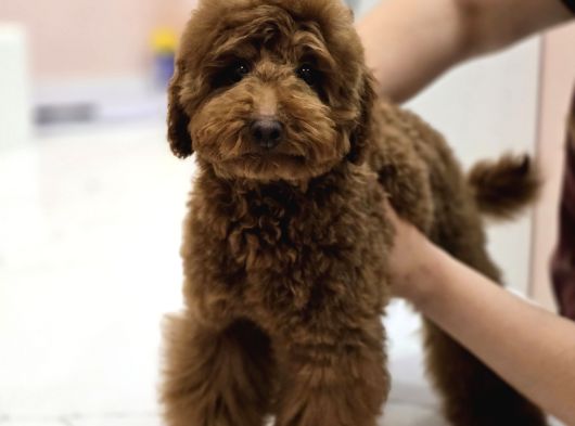 Teddy Face Red Toy Poodle Yavrularımız görsel