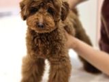Teddy Face Red Toy Poodle Yavrularımız