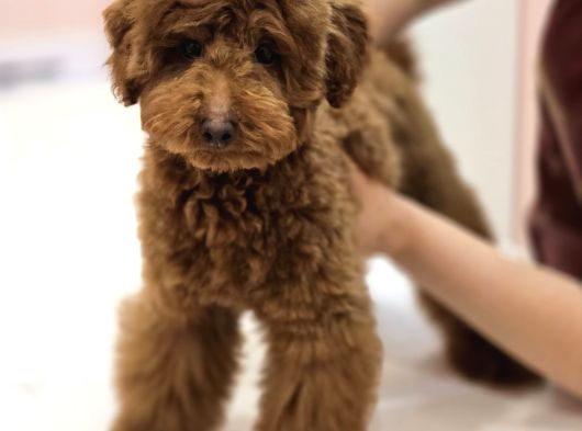 Teddy Face Red Toy Poodle Yavrularımız görsel