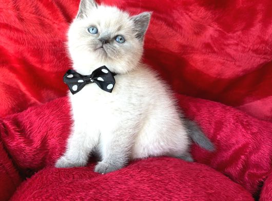 A Kalite Blue Point-Lynx Point Bebekler görsel