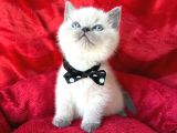 A Kalite Blue Point-Lynx Point Bebekler