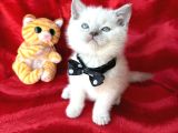 A Kalite Blue Point-Lynx Point Bebekler