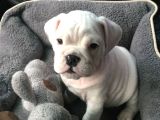 Dişi Erkek Şampiyon Ingiliz Bulldog Bebeklerimiz