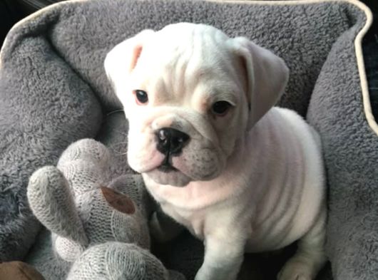 Dişi Erkek Şampiyon Ingiliz Bulldog Bebeklerimiz görsel