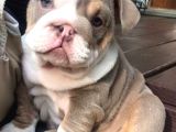 Dişi erkek Şampiyon ingiliz bulldog bebeklerimiz