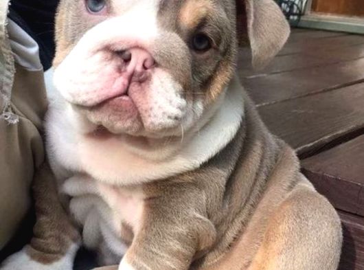 Dişi Erkek Şampiyon Ingiliz Bulldog Bebeklerimiz