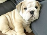 Dişi Erkek Şampiyon Ingiliz Bulldog Bebeklerimiz