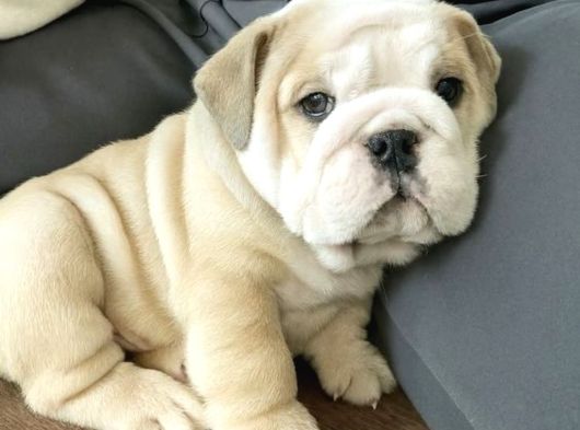 Dişi Erkek Şampiyon Ingiliz Bulldog Bebeklerimiz görsel