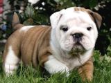 Dişi Erkek Şampiyon Ingiliz Bulldog Bebeklerimiz