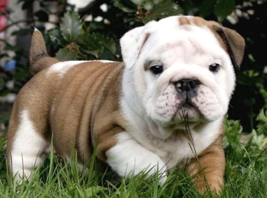 Dişi Erkek Şampiyon Ingiliz Bulldog Bebeklerimiz görsel