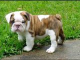 Dişi Erkek Şampiyon Ingiliz Bulldog Bebeklerimiz