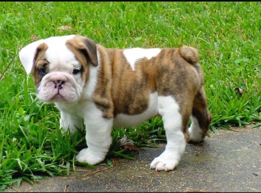 Dişi Erkek Şampiyon Ingiliz Bulldog Bebeklerimiz görsel