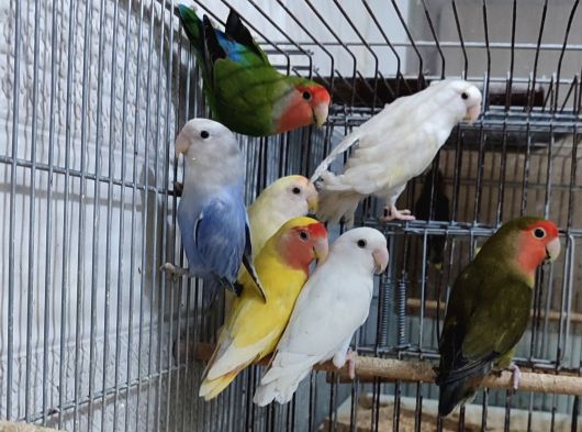 6 Aylik Sevda Papaganlarimiz Yeni̇ Sahi̇pleri̇ni̇ Ariyor görsel
