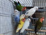6 Aylik Sevda Papaganlarimiz Yeni̇ Sahi̇pleri̇ni̇ Ariyor