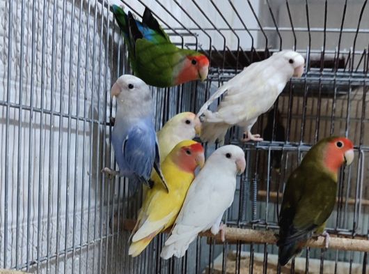 6 Aylik Sevda Papaganlarimiz Yeni̇ Sahi̇pleri̇ni̇ Ariyor görsel