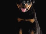 Heybetli Irk Garantili Rottweiler Yavrular