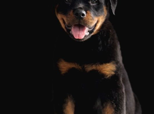 Heybetli Irk Garantili Rottweiler Yavrular