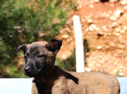 Bomba Belçi̇ka Bebekler görsel