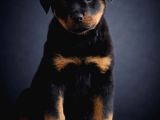 Heybetli Irk Garantili Rottweiler Yavrular
