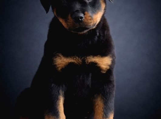 Heybetli Irk Garantili Rottweiler Yavrular görsel